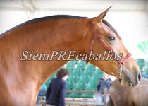 W JEFA XV, DE Y. EL ROMERITO, SUBCAMPEONA JOVEN RONDA 2015